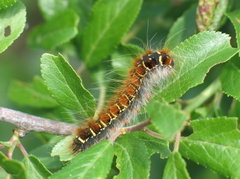 Eriogaster lanestris