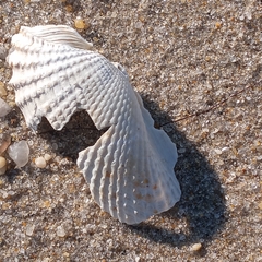 Cyrtopleura costata