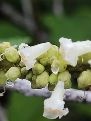 Varronia curassavica