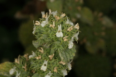 Marrubium