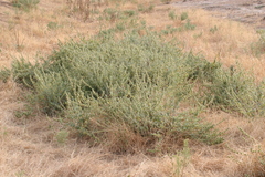 Marrubium