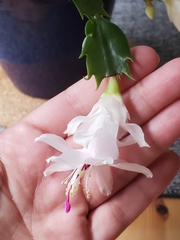 Schlumbergera