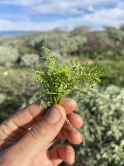 Oncosiphon pilulifer