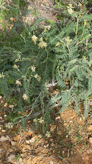 Astragalus trichopodus