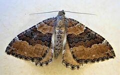 Hydriomena deltoidata