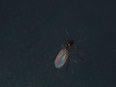 Sciaroidea
