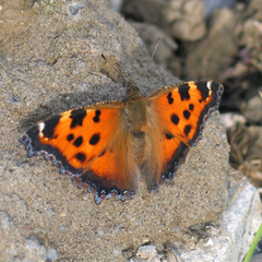 Nymphalis xanthomelas