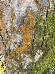 Trentepohlia aurea