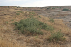 Marrubium