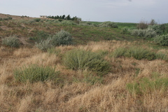 Marrubium