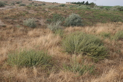Marrubium