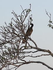 Ortalis poliocephala