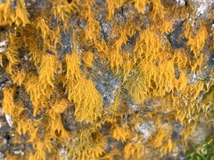 Trentepohlia aurea
