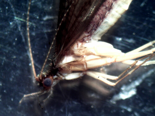 Cultus Lake Free-living Caddisfly