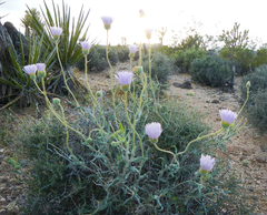 Xylorhiza
