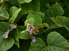 Parvospila lucianus