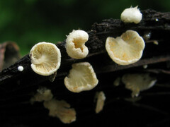 Clitopilus hobsonii
