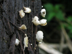 Clitopilus hobsonii