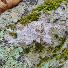 Trapelia placodioides