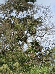 Tillandsia fendleri