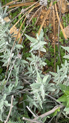 Salvia leucophylla