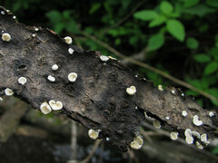 Clitopilus hobsonii