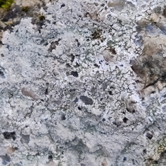 Trapelia placodioides