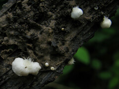 Clitopilus hobsonii