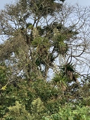 Tillandsia fendleri