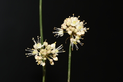 Allium horvatii