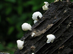 Clitopilus hobsonii