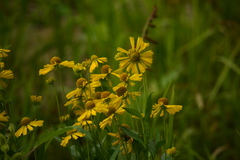 Helenium autumnale