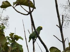 Amazona ochrocephala