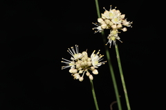Allium horvatii
