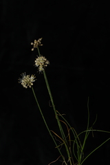 Allium horvatii