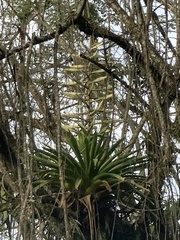 Tillandsia fendleri