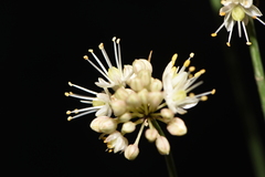 Allium horvatii