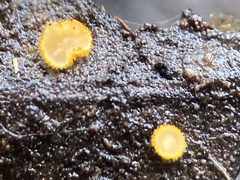 Trichopeziza