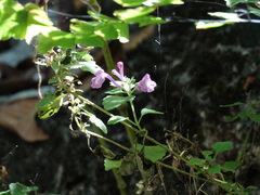 Scutellaria seleriana