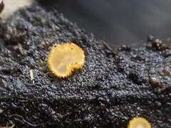 Trichopeziza