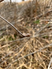 Andricus quercuspetiolicola