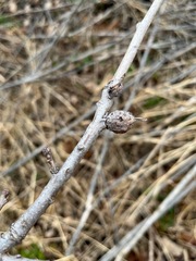 Andricus quercuspetiolicola