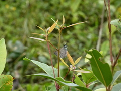 Pseudolycaena marsyas