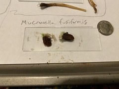 Mucronella