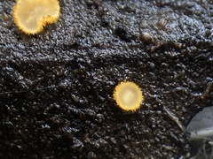 Trichopeziza