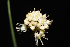 Allium horvatii