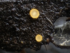 Trichopeziza
