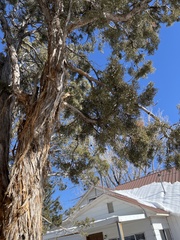 Juniperus monosperma