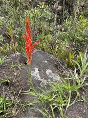 Pitcairnia