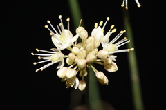 Allium horvatii